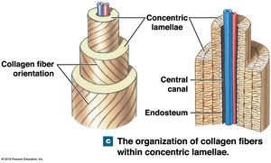 The organization of collagen fibers within concentric lamellae.