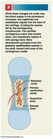 Blood supply and spongy bone formation during endochondral ossification.