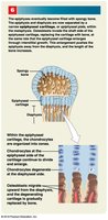 Growth plate activity during endochondral ossification.
