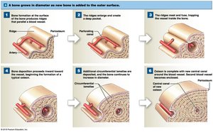 Appositional growth: bone diameter increases as new bone is added to the outer surface.