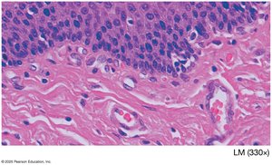 Histological section showing nuclei and collagen fibers