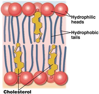 Phospholipid bilayer structure