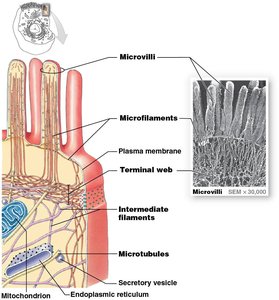 Microfilaments, microtubules, and intermediate filaments