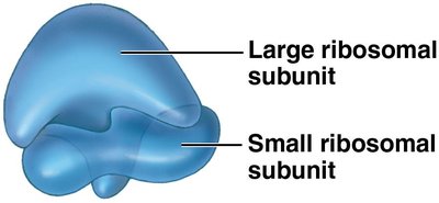 Ribosome structure