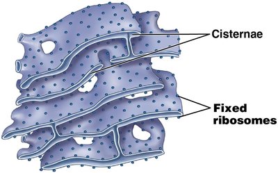 Rough ER with fixed ribosomes