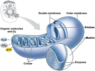 Mitochondrion structure
