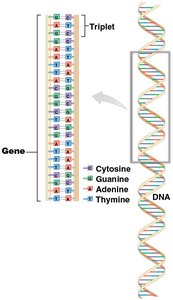 DNA, chromatin, and nucleosome structure