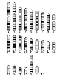 Gene and triplet code