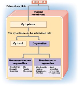 Cell structure and organelle classification