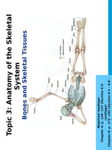 Diagram of human skeleton with labeled bones