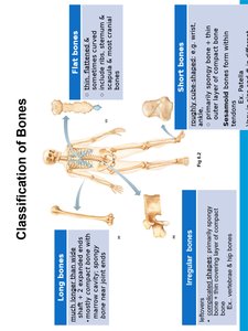 Classification of bones by shape