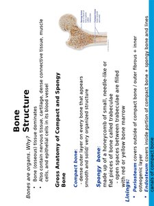 Gross anatomy of compact and spongy bone