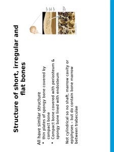 Structure of short, irregular, and flat bones