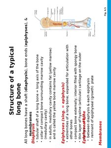 Structure of a typical long bone
