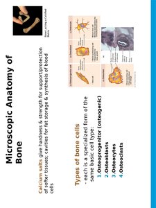 Types of bone cells