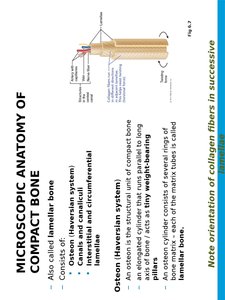 Microscopic anatomy of compact bone