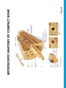 Detailed diagram of compact bone structure