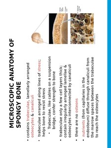 Microscopic anatomy of spongy bone