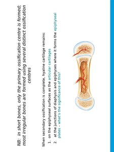 Growth in length of long bones