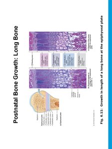 Growth in width of bone
