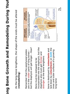 Bone repair stages