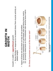 Key events in fracture repair