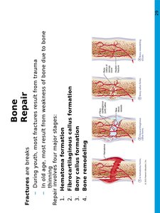 Hormonal regulation of bone growth