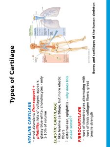 Types of cartilage and their locations in the human skeleton