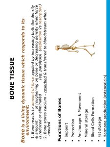 Skeleton illustrating bone functions