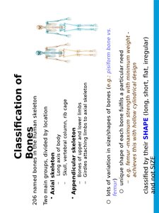 Axial and appendicular skeletons