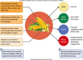 Diagram showing food synergy in whole corn versus isolated ingredients