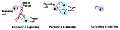 Types of Chemical Messengers: Endocrine, Paracrine, Autocrine