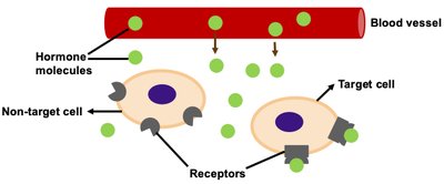 Hormone action on target cells