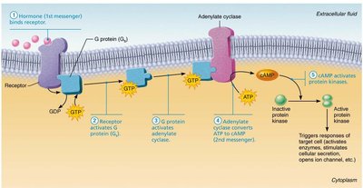 Cyclic AMP second-messenger mechanism