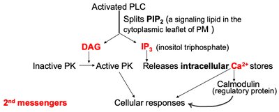 PIP2-calcium signaling mechanism