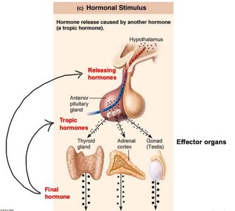Hormonal stimulus for hormone release