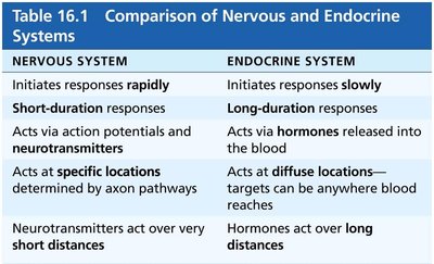 Comparison of Nervous and Endocrine Systems