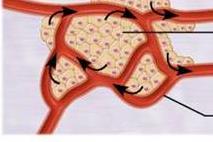 Endocrine gland cell and blood vessel