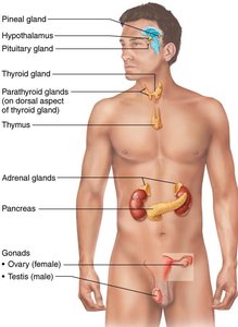 Location of Selected Endocrine Organs of the Body