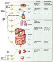 Main effects of the parasympathetic nervous system on target cells