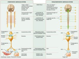 Comparison of structures and effects of the sympathetic and parasympathetic nervous systems