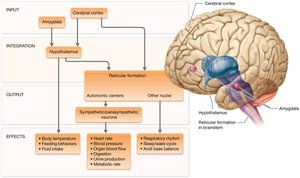 Summary of nervous system control of homeostasis