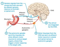 Diagram of visceral reflex arc showing afferent and efferent pathways