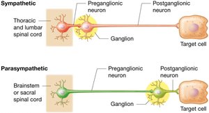 Comparison of somatic and autonomic nervous system pathways