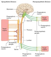 Overview of the structure of ANS divisions