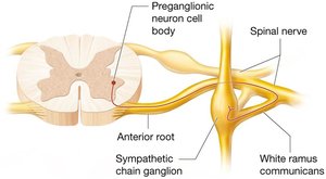 Sympathetic chain ganglion and white ramus communicantes