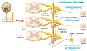 Three possible pathways of sympathetic preganglionic and postganglionic neurons