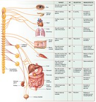 Main effects of the sympathetic nervous system on target cells