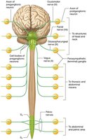 Organization of the parasympathetic nervous system