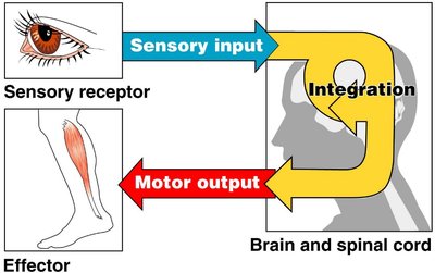 Diagram of sensory input, integration, and motor output